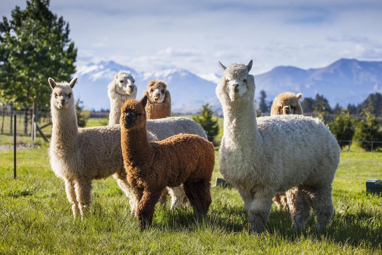 Criffel Station Farmstays Luggate Luaran gambar