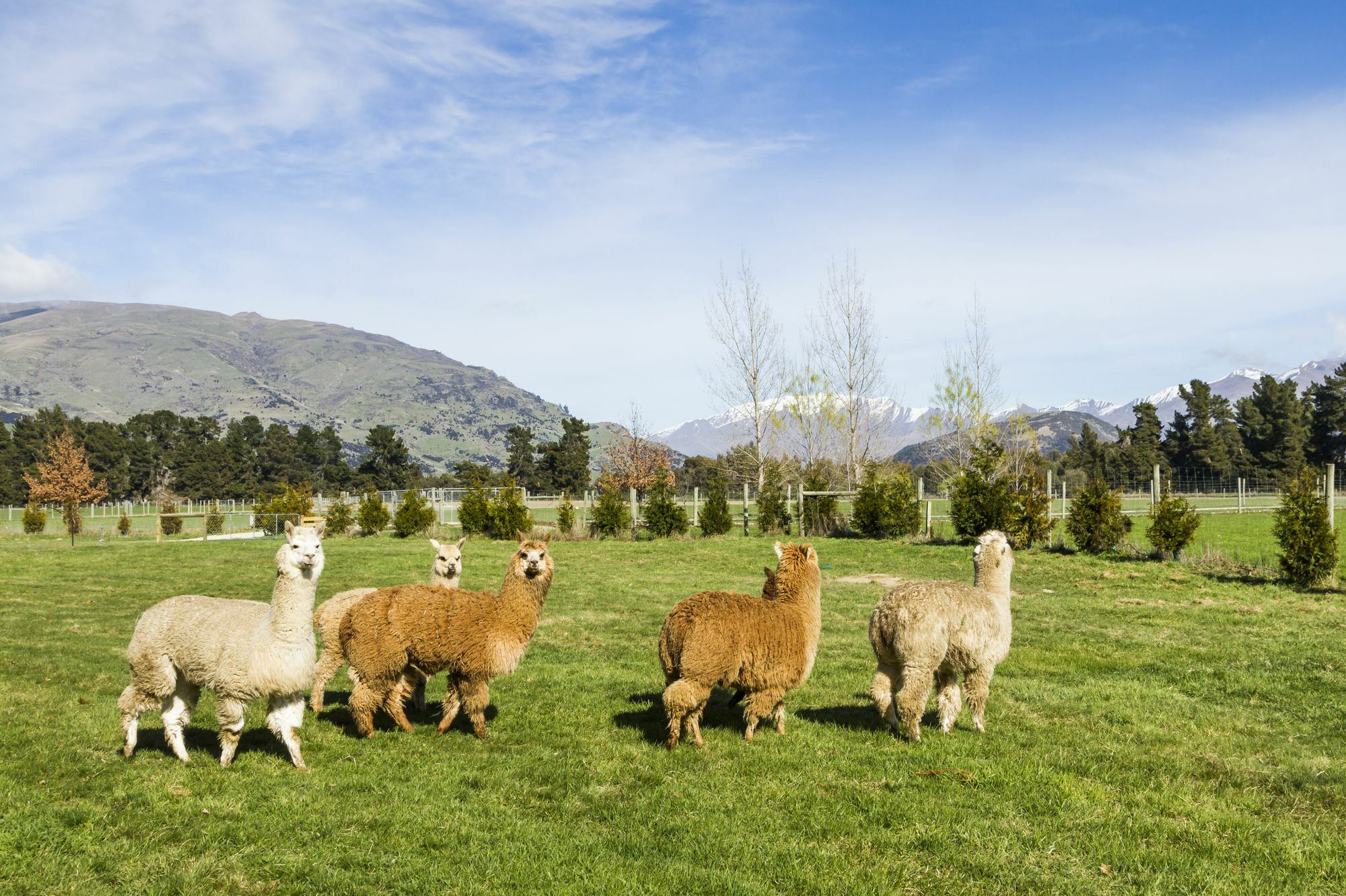 Criffel Station Farmstays Luggate Luaran gambar